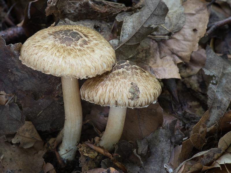 Inocybe erinaceomorpha